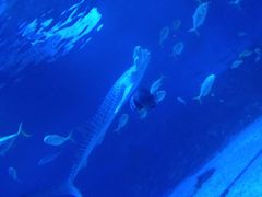 -烟台海昌鲸鲨海洋公园