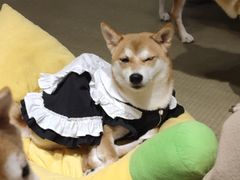 -逗柴咖啡屋·狗咖猫咖宠物桌游