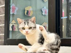 -有喵·猫咖·狗咖·40+猫狗有小奶狗(岗厦店)