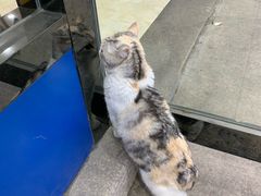 -心语宠物医院·急重症转诊中心·瑞辰华诺(南青路店)