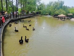 -溱湖国家湿地公园