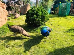 -西霞口神雕山野生动物世界