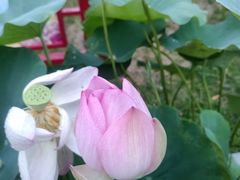 -莲花池公园