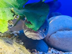 -上海海洋水族馆