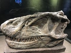 -自贡恐龙博物馆