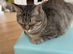 -猫在这儿猫咪咖啡馆·撸猫馆