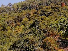 -火炉山森林公园