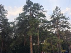 -黑龙江省森林植物园