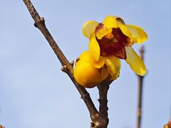 -国家植物园南园