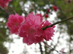 -金鸡湖桃花岛
