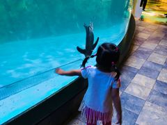 -迪拜水族馆及水下动物园