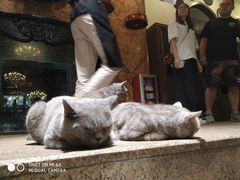 -more than meow吴止猫主题餐厅(承德 中船汇店)
