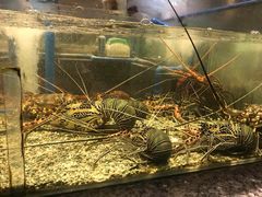 -Isla Sugbu Seafood City