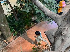 -正佳雨林生态植物园