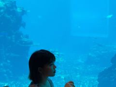 -海棠湾洲际-涛·海底餐厅·美人鱼·自助餐·海底隧道