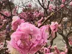 -石家庄市植物园