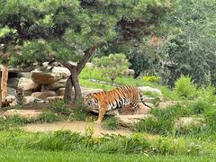 -北京野生动物园