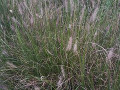 -白鹭湾湿地公园