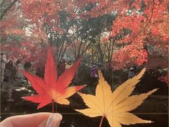 -秋霞圃