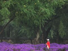 -圆明园遗址公园-藻园门售票处