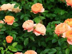 -上海滨江森林公园