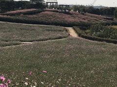 -大塘金香草谷