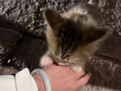 -大理文庙(大理古城)