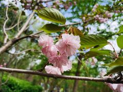 -长白岛森林公园