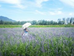 -北京东方普罗旺斯薰衣草庄园