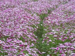 -松山湖梦幻百花洲