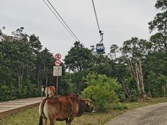 -昂坪360缆车