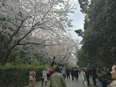 -武汉大学-樱园