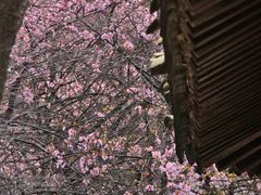 -八大山人梅湖景区