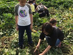 -田园东方蜜桃村的田野营地