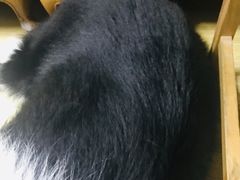 -PETKIT小佩宠物(古北店)