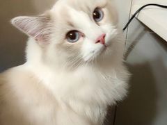 -猫大福·Fortune Cat猫舍(百子湾店)