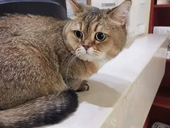 -艾贝尔宠物医院 ·内科全科(梁溪路店)