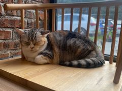 -豆逗聊愈猫阁Easy Life