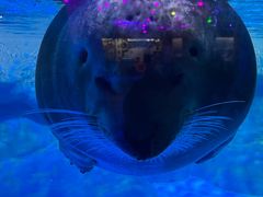 -海合安青岛极地海洋公园