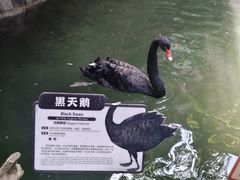 -海南槟榔谷黎苗文化旅游区