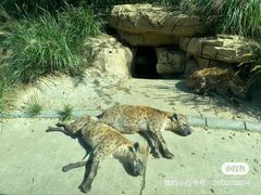 -北京野生动物园