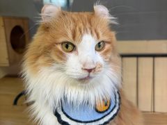 -豆逗聊愈猫阁Easy Life