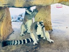 -北京野生动物园