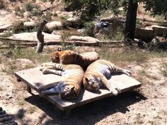 -大连森林动物园