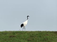 -黑龙江扎龙生态旅游区
