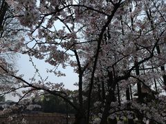 -东湖磨山景区