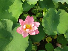 -莲花池公园
