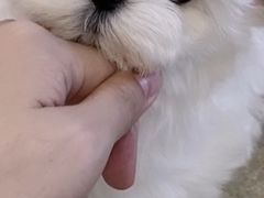 -宠颐生宠物医院·犬猫全科·皮肤科(商业街店)