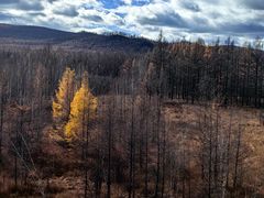 -莫尔道嘎国家森林公园