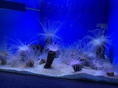 -上海海洋水族馆